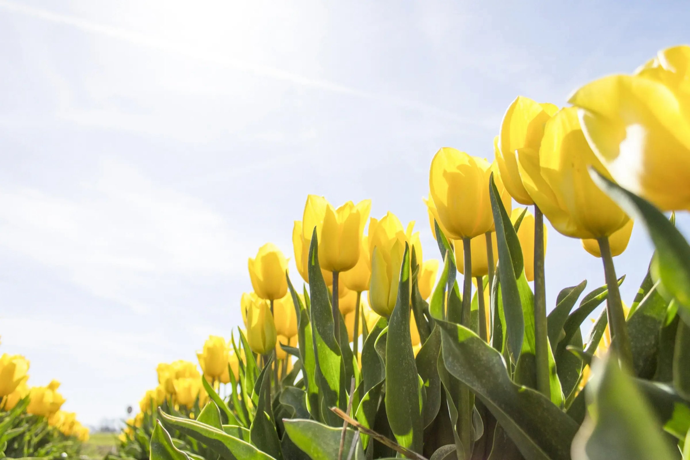 Spring planting